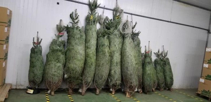 Hanoians keen to buy fresh pine trees as Christmas comes near - ảnh 1